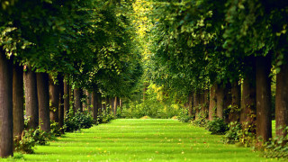 Trees path park green grass 2 - a path in a park free wallpaper for desktop