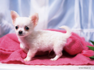 White chihuahua puppy flower blurry - a pink blanket free wallpaper