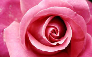 Pink rose black background white - a pink center free wallpaper