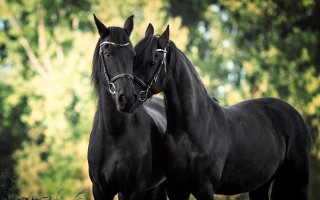 Black horses field grass trees - a field of grass and trees free wallpaper for desktop