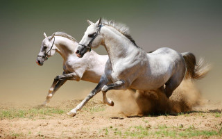 Two horses running dirt wild 4 - wild free wallpaper for desktop