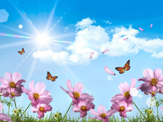 Pink flowers butterfly flying sky 2 - sunny day free wallpaper