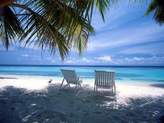 Two chairs beach palm tree 2 - tranquil free wallpaper for desktop