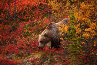 Brown bear autumn forest walking - a brown bear free wallpaper