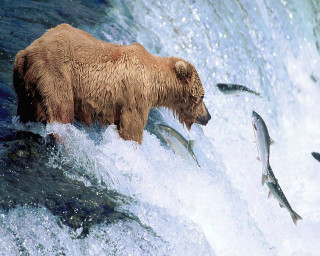 Bear waterfall fish mouth bear - a waterfall free wallpaper