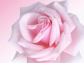 Pink rose close up pink - close free wallpaper