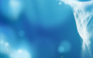 Blue background white flower side - a white flower free wallpaper