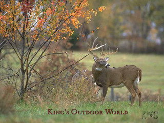 Deer field tree crown kings - a deer free wallpaper