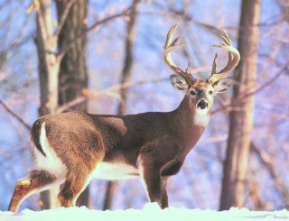 Deer antlers snow trees ground - male free wallpaper for desktop