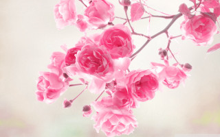Pink flowers branch blurry background 2 - annabel kidston free wallpaper