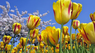 Yellow red tulips blue sky - dirck van der lisse free wallpaper