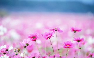 Pink flowers field sky background - pink flower free wallpaper for desktop