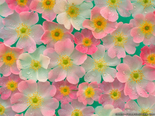 Flowers waterdroplets pinkwhiteyellow impasto photorealistic - yellow center free wallpaper