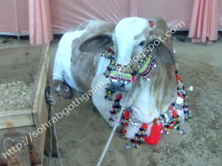 Cow beaded headdress barnyard christmas - a cow free wallpaper