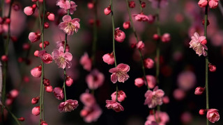 Pink flowers hanging tree branch 3 - chen chi free wallpaper