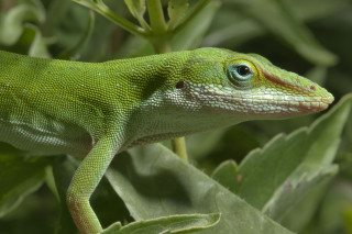 Green lizard leafy plant blue - a leafy plant free wallpaper