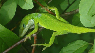 Green lizard sitting branch tree - free nature wallpaper