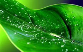 Green leaf water droplets blue 3 - hue free wallpaper