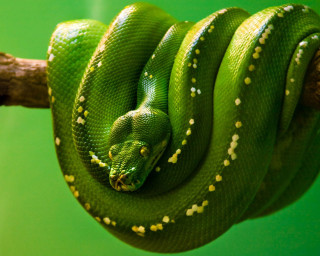 Green snake curled branch head 3 - its head free wallpaper