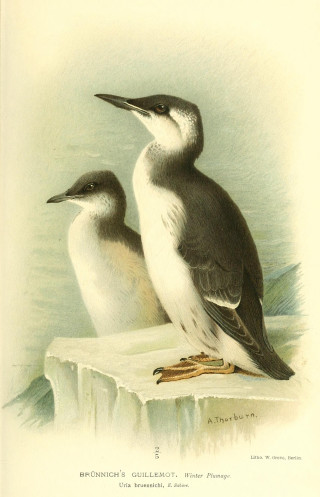 Two birds ice water sitting - top of a piece free wallpaper