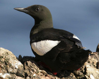 Black white bird rock sun - a rock in the sun free wallpaper