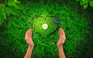 Person holding heart green grass 2 - flower and butterflies free wallpaper