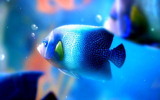 Blue fish green eye water - a green eye free wallpaper