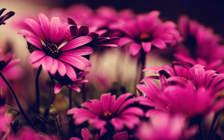 Pink flowers vase table blurry - a vase free wallpaper for desktop