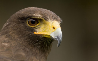 Bird prey yellow beak brown 5 - a close up of a bird free wallpaper