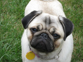 Small pug yellow tag looking - facial free wallpaper