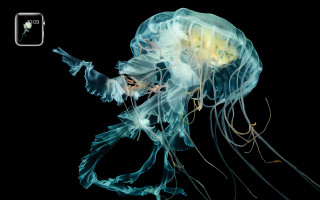 Jellyfish swimming water head turned - visible free wallpaper for desktop