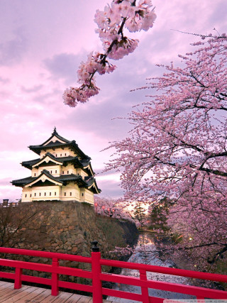 Red fence building cherry blossom - free spring wallpaper for mobile