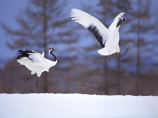 Birds flying snowy field trees - two bird free wallpaper
