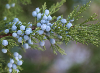 Blue berries branch macro nature - anne rigney free wallpaper for desktop