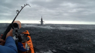 Kayak fishing shark boat water - dave allsop free wallpaper for desktop