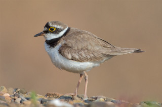 Small bird rocky ground yellow - a brown background free wallpaper
