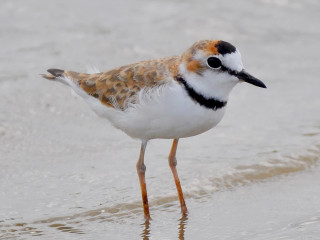 Bird water beach ocean legs - its leg free wallpaper