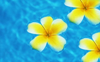 Three yellow flowers blue pool - the surface of the water free wallpaper