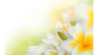 Close up flowers blurry background 6 - a blurry background of the flowers free wallpaper