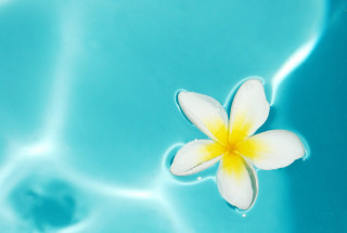 Flower floating pool water yellow - a pool of water free wallpaper