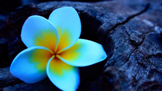 Blue flower yellow center rock - yellow center free wallpaper