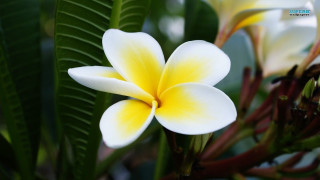 White yellow flower green leaves 2 - flower free wallpaper for desktop