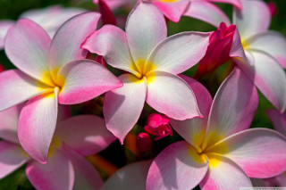 Pink white flowers yellow centers - a white center free wallpaper