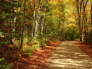 Dirt road trees leaves yellow - ada hill walker free wallpaper