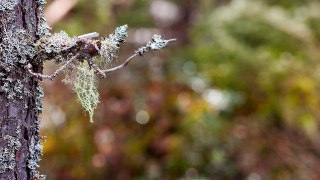 Mossy tree bark bokeh ecological - a blurry background of trees and bushes free wallpaper for desktop