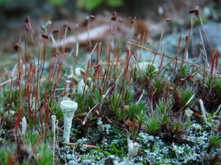Moss covered ground small plants - small flower free wallpaper