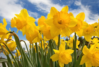 Yellow flowers blue sky clouds 8 - anne said free wallpaper