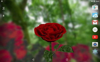 Red rose blurry background green - a red rose free wallpaper for desktop