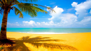 Palm tree shadow beach blue 6 - white cloud free wallpaper