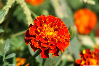 Flower bokeh autumn leaves macro - the background and a blurry background of the flower free wallpaper